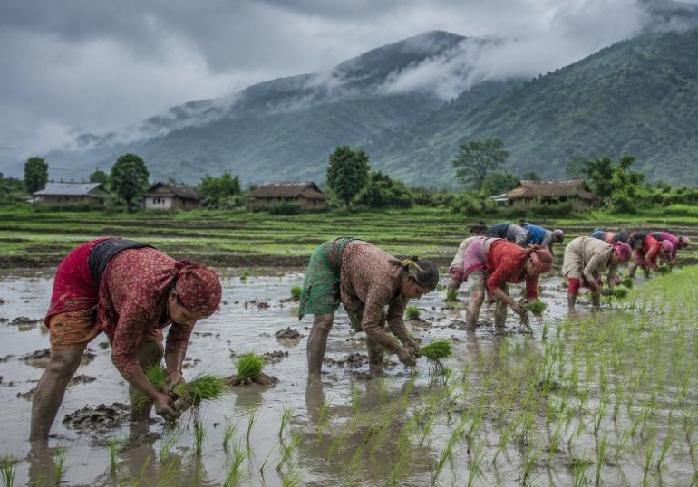 प्रतिकुल मौसमका कारण धान रोपाइँ घट्यो