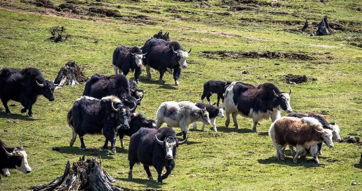 रसुवामा वैशाख १३ देखि चौँरी महोत्सव