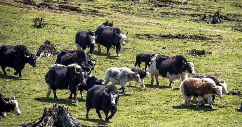 रसुवामा वैशाख १३ देखि चौँरी महोत्सव