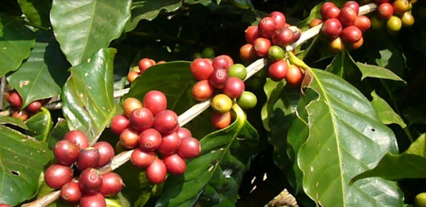 कफी खेती अवलोकन गर्न कृषक महाभारतमा