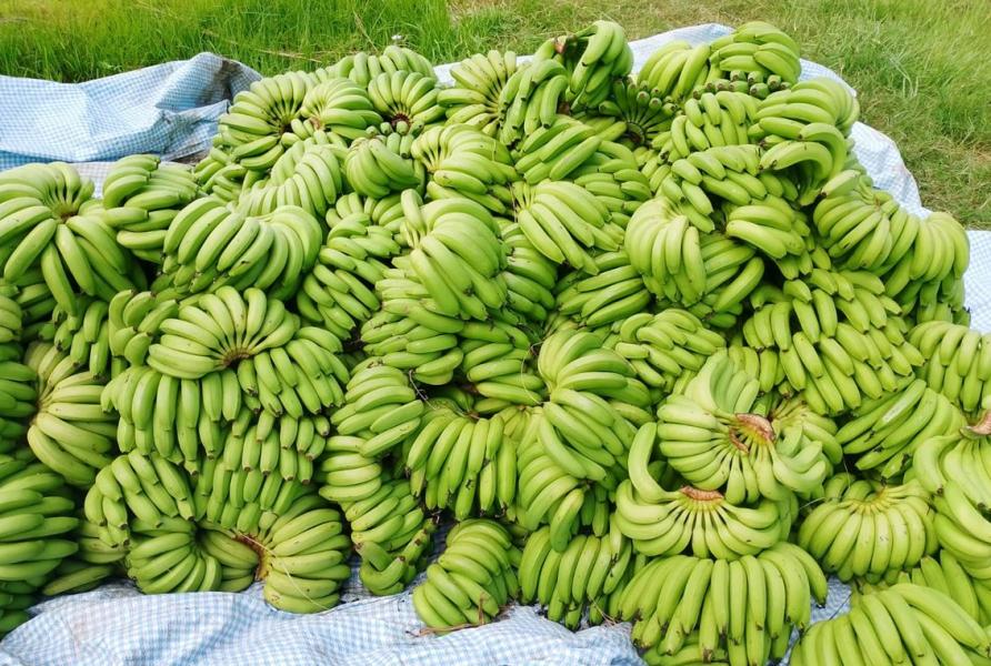 केराखेतीबाट वार्षिक १४ लाख आम्दानी