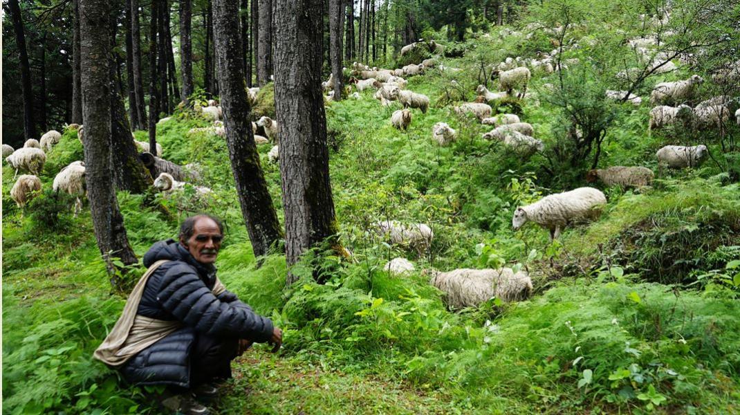 ५४ वर्ष भेडागोठमा बिताएका नन्दबहादुर(फोटो समाचार)