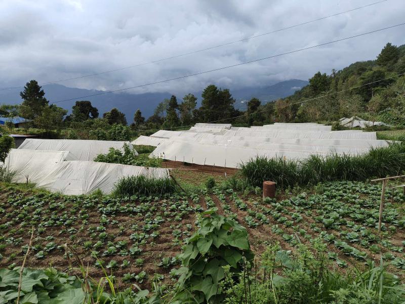 मकैबारीका किसानले बनाएको प्लास्टिक टनेल