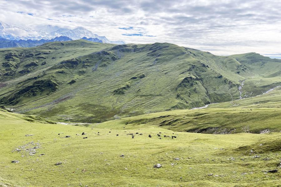 बुकीपाटन