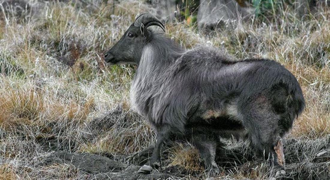 ‘एउटै नाउरको सिकार गर्न २३ लाख’