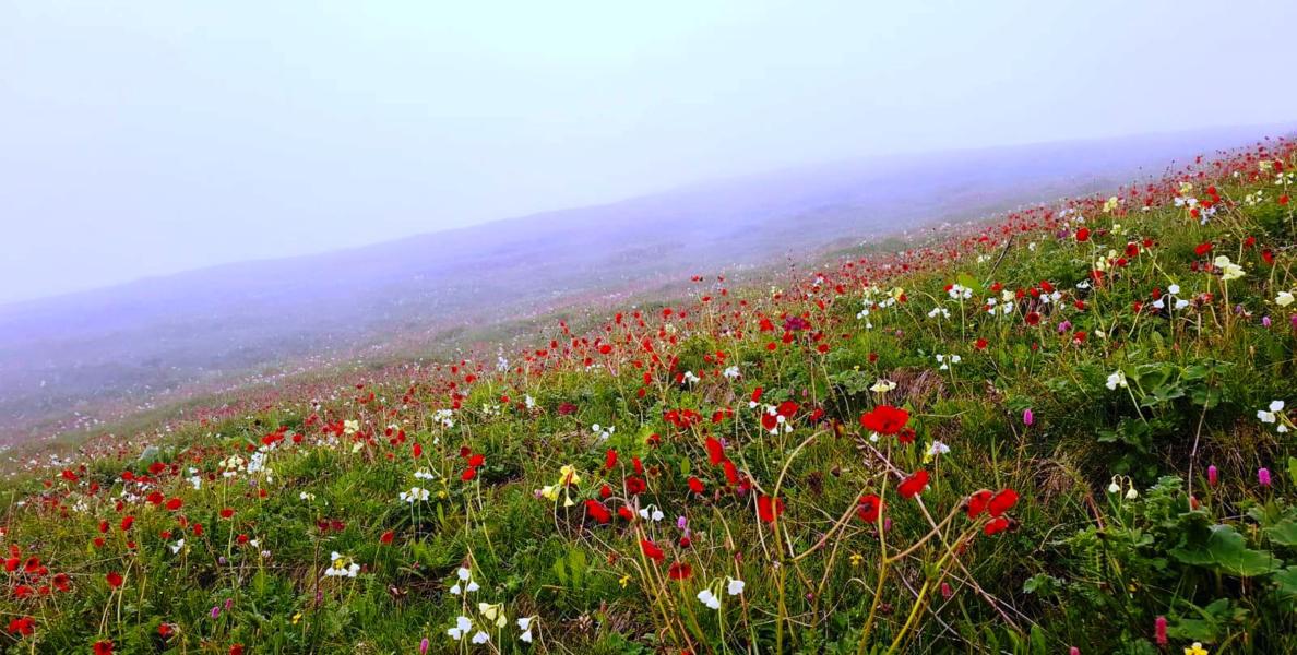 बुकीपाटनमा फुलिरहेका विभिन्न प्रकारका फूल