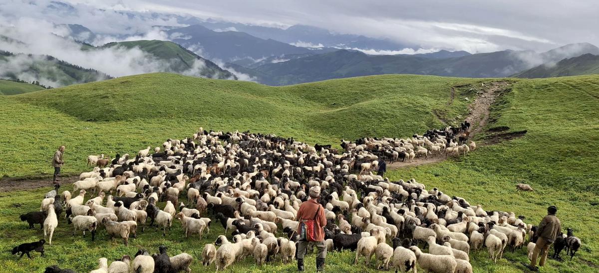 दसैँ, तिहार पर्व मनाउन घरतर्फ भेडा लगिँदै