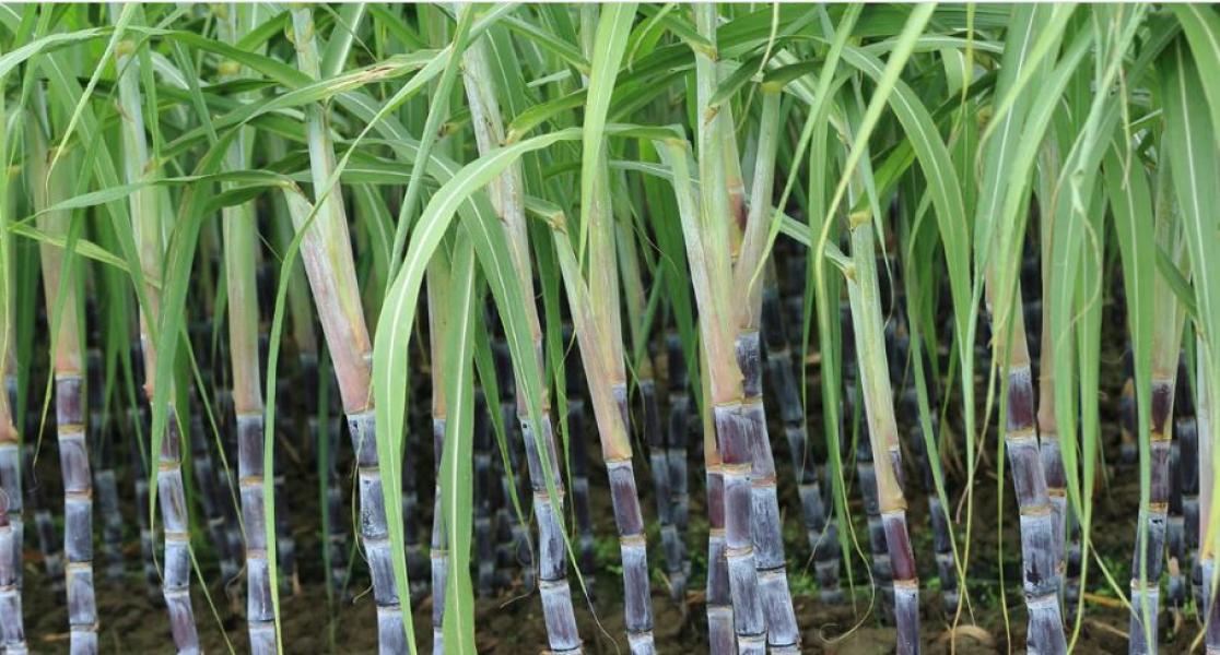 अनुदान रकम पाएपछि महोत्तरीका उखु किसान खुशि