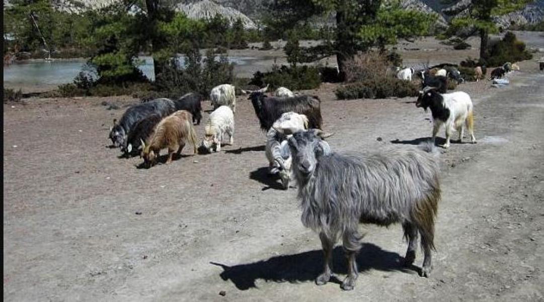 भेडा, च्याङ्ग्रा खर्कमा हुर्किएकाले स्वस्थ छन् , मासुखान समस्या छैन : पशु चिकित्सक