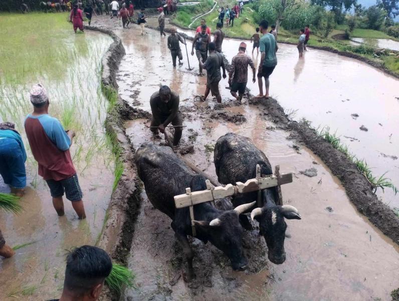 देशभर ६७.३ प्रतिशत रोपाइँ सम्पन्न