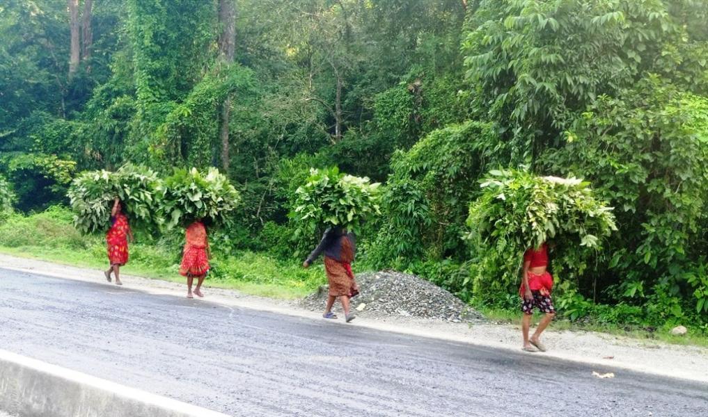 घाँसदाउरा लिएर घर फर्कँदै महिला