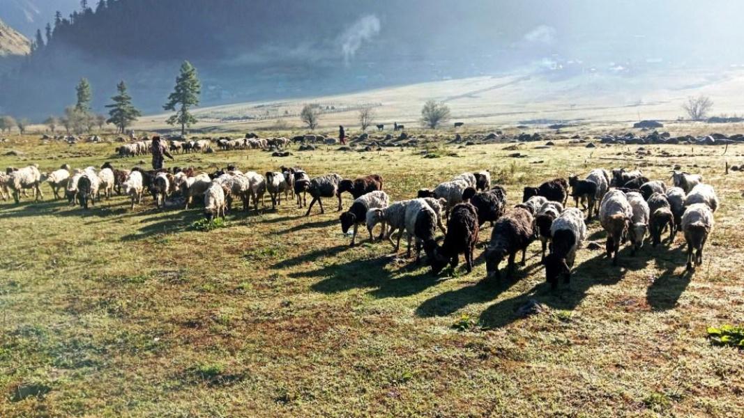 भेडा चराउन लैजाँदै