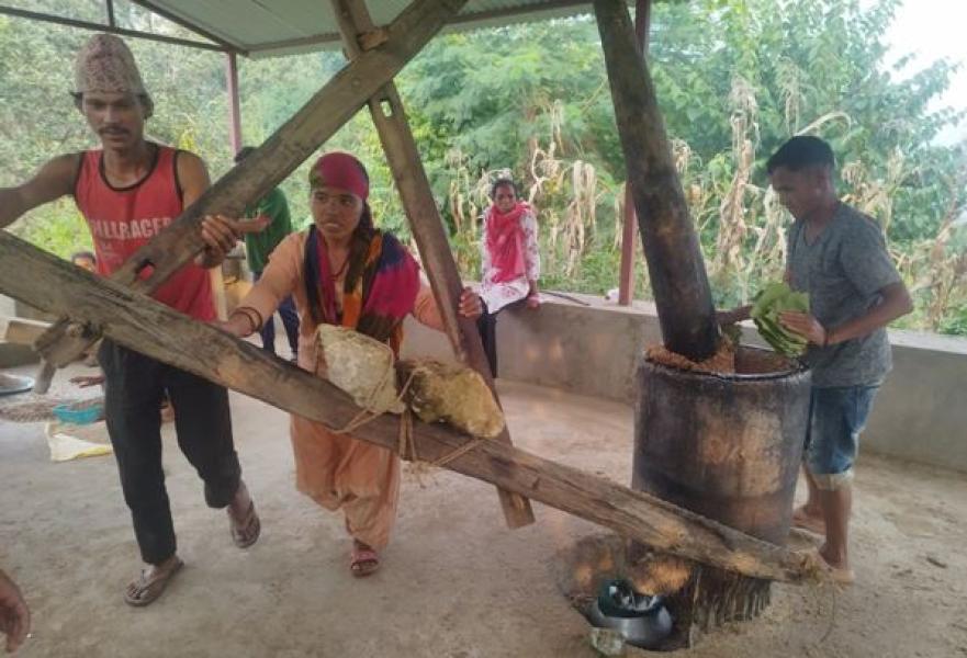 चिउरीको दाना पेलेर घ्यूको जोहो गरिँदै