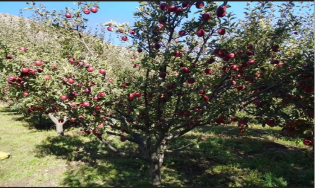 मुस्ताङमा सात हजार तीन सय ३० मेट्रिकटन स्याउ उत्पादन