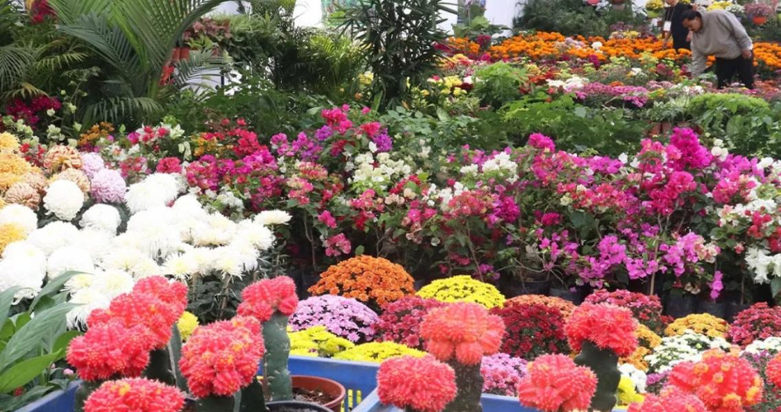 भृकुटीमण्डपमा तिहार ‘फ्लोरा एक्स्पो’