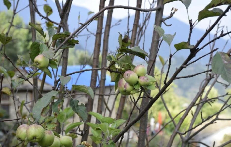 वर्षमै दुई पटक फल्यो स्याउ