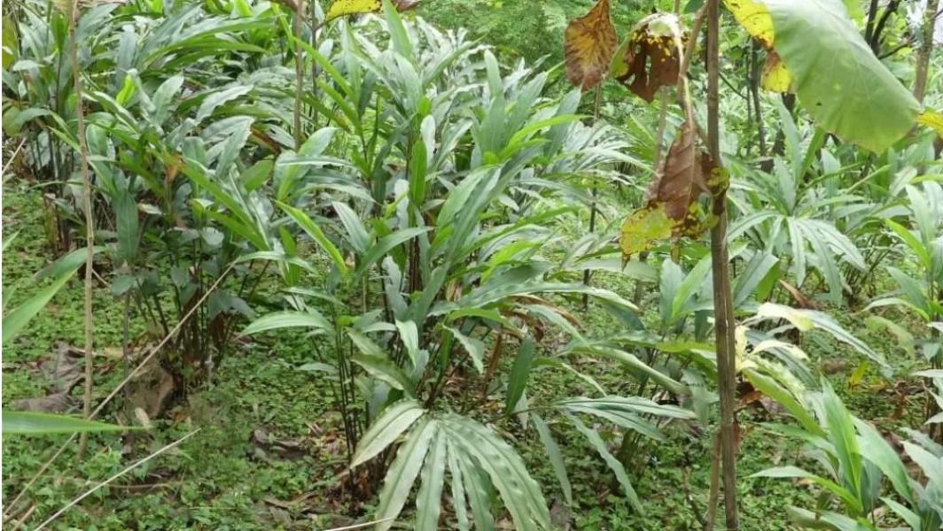 अलैँचीको उत्पादन घट्यो, मूल्य बढ्यो