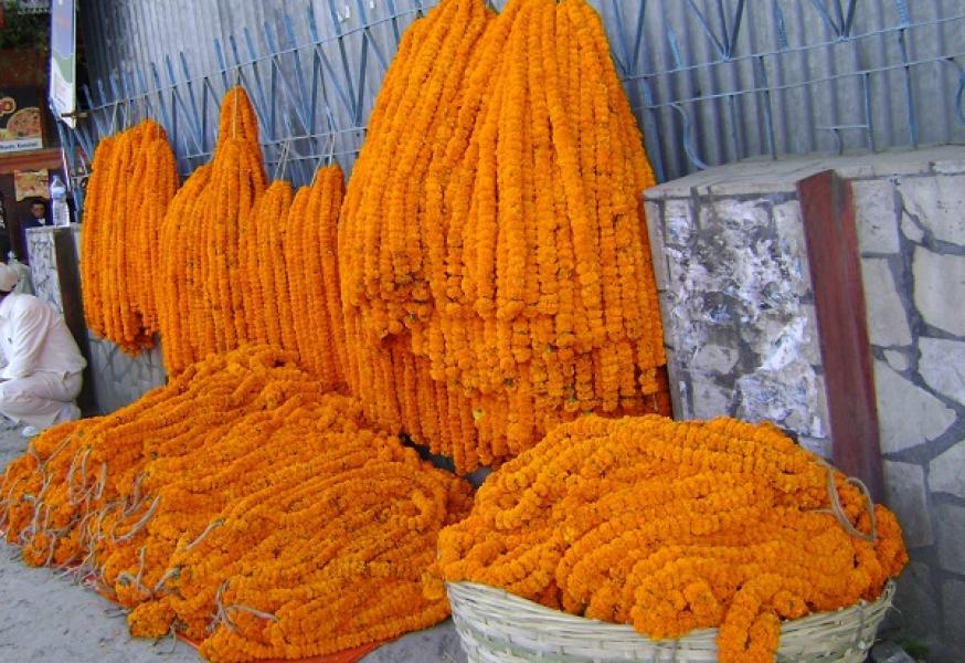 महानगरले तोक्यो स्वदेशी फूल बेच्न काठमाडौंका ४६ स्थान