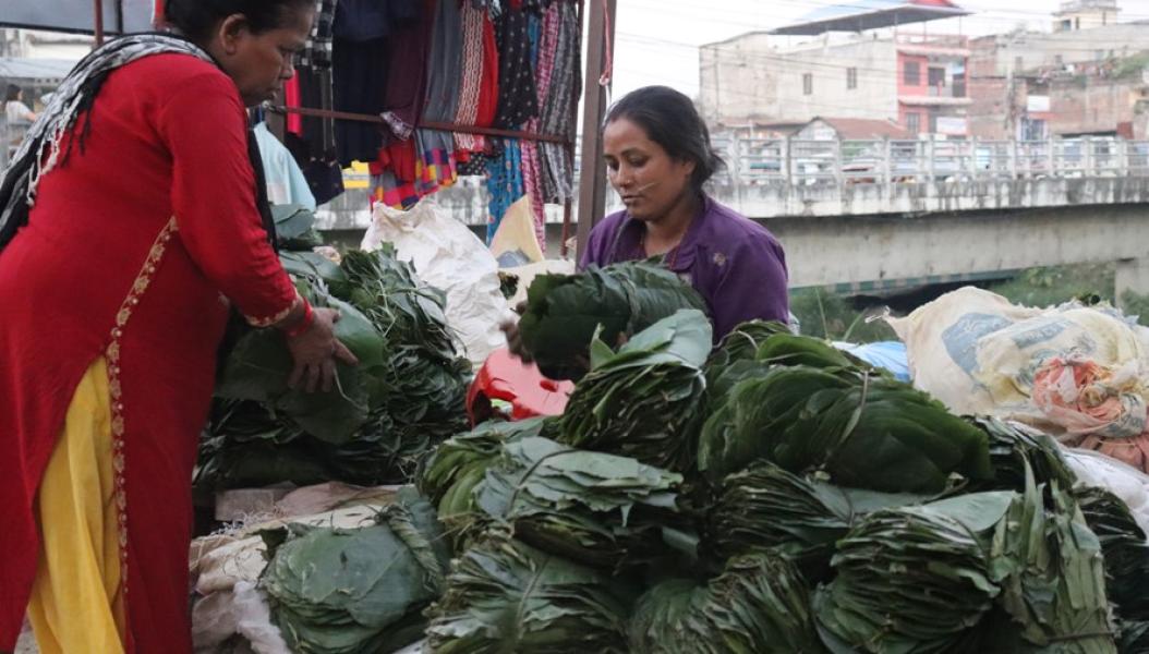 सालको पात बेचेर खर्च जुटाउँदै महिला