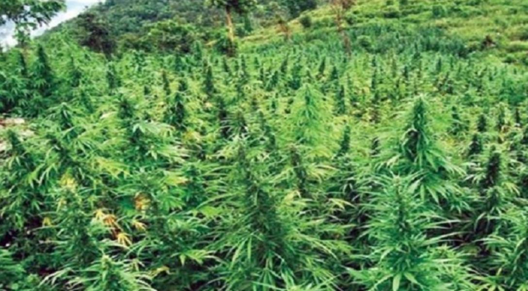 पर्साका ग्रामीण भेगमा मौलाउँदै गाँजा खेति