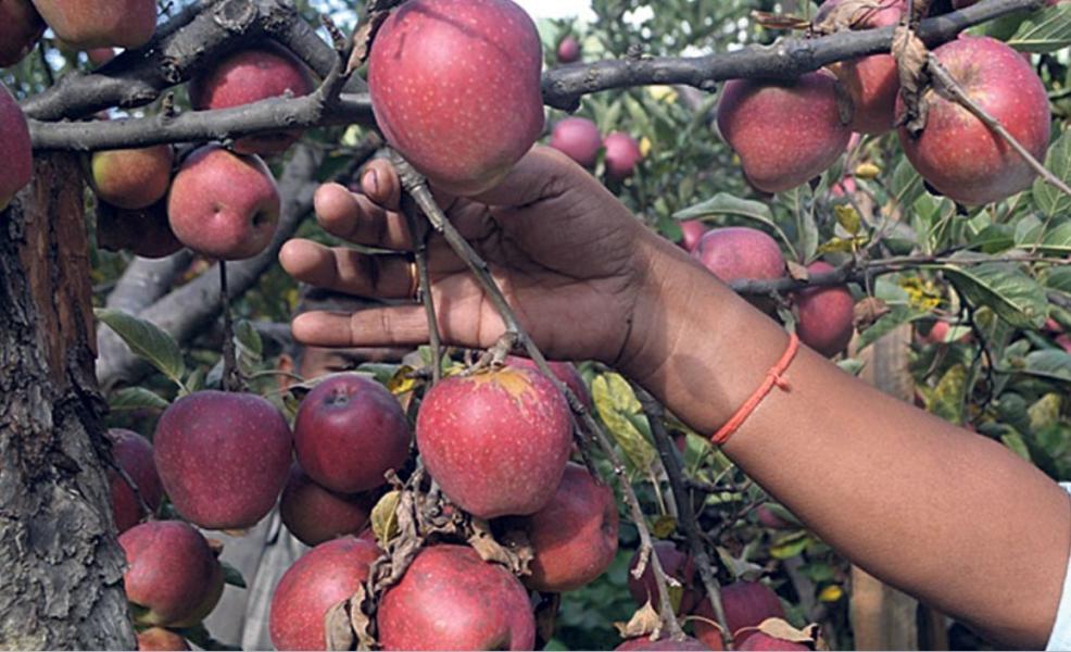 जुम्लामा २० हजार पाँच सय ११ मेट्रिक टन स्याउ उत्पादन