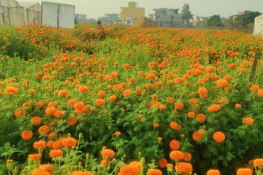 सयपत्री फूलको प्रयोग बढ्दा कृतिम फूलको आयात घट्यो