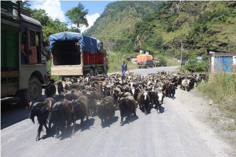 तिहारका लागि मुस्ताङबाट चार हजार भेडाच्याङग्रा बिक्री
