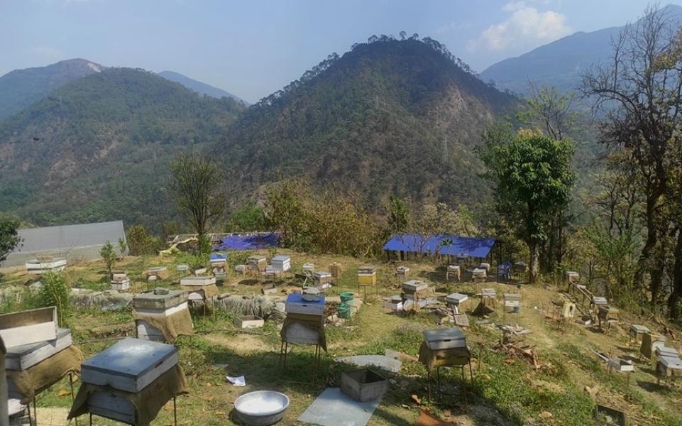 सुन्तला छाडेर मौरीपालन, वार्षिक ३५ लाख आम्दानी