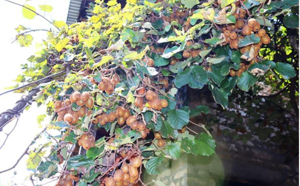 धानखेत मासेर किबीखेती : बजारमा उच्च माग