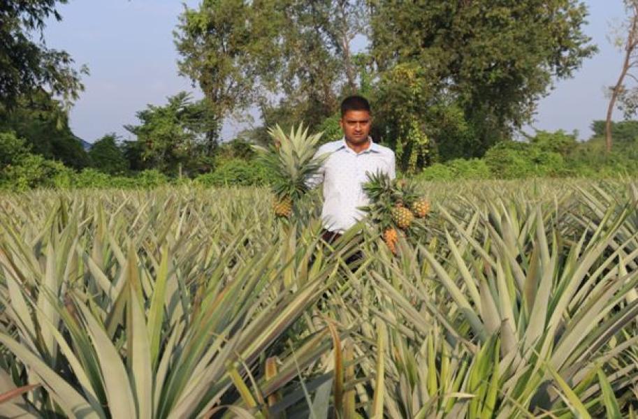 भुइँकटहर खेतीबाट वार्षिक रु १५ लाखसम्म आम्दानी