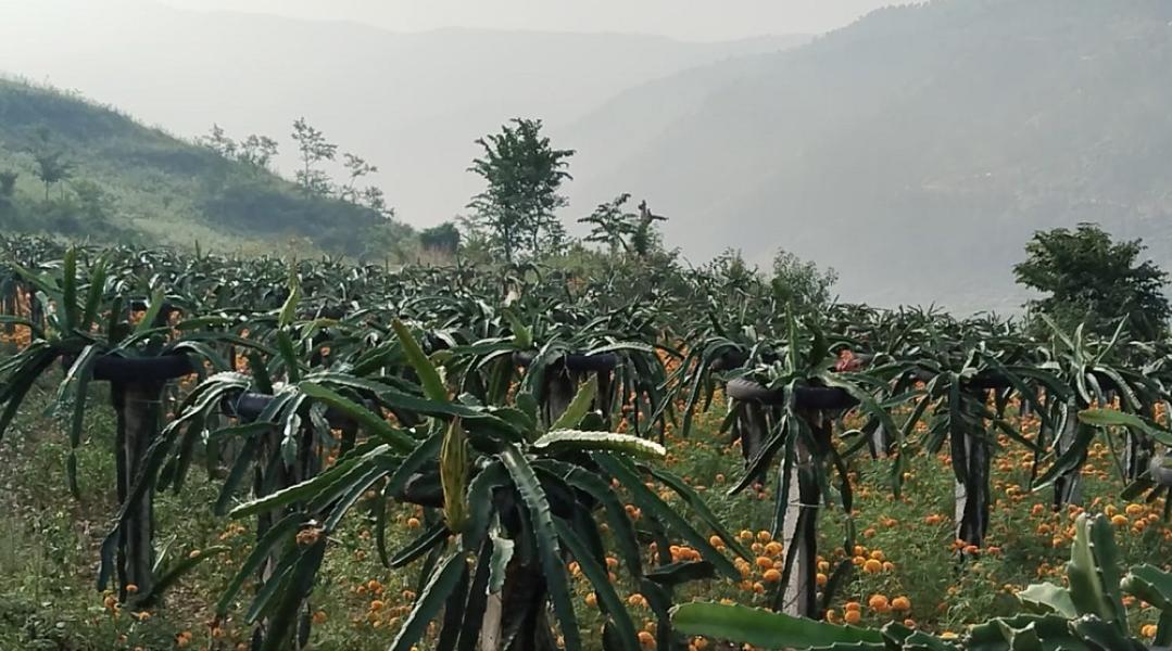 व्यावसायिक ड्रागन फ्रुटखेतीमा रामेछापका किसान