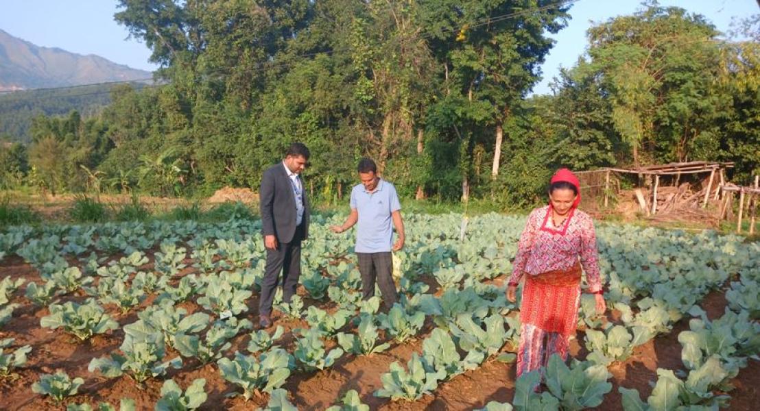 तरकारी खेतीबाट वार्षिक सात लाख आम्दानी