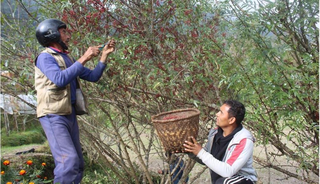 म्याग्दीको टिमुर तारे होटलदेखि विदेशसम्म