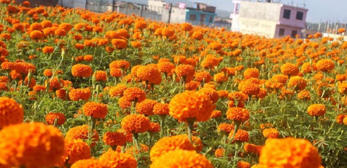 दसैँ, तिहार र छठमा पाँच करोडको फूल किनबेच