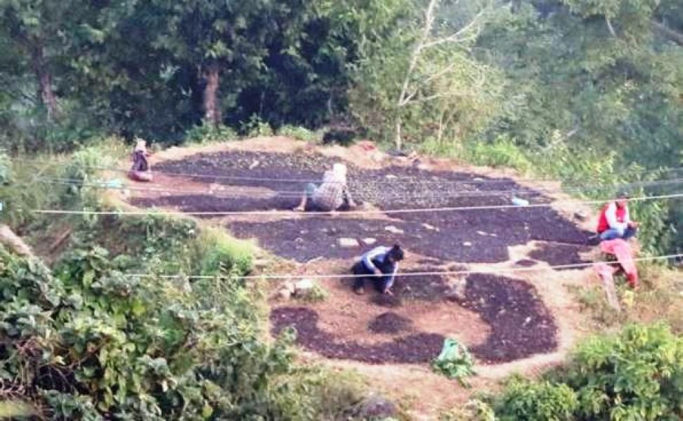 सुगन्धकोकिला उत्पादनको केन्द्र बन्दै छिल्लीकोट