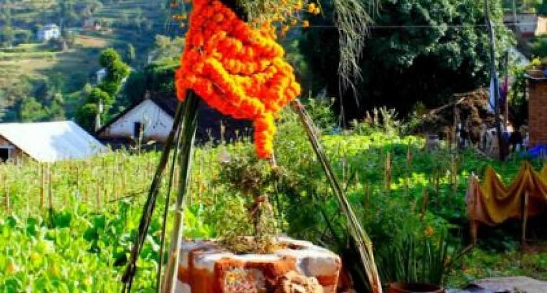 तुलसी र दामोदरको विवाह गरी हरिबोधिनी एकादशी पर्व मनाइँदै