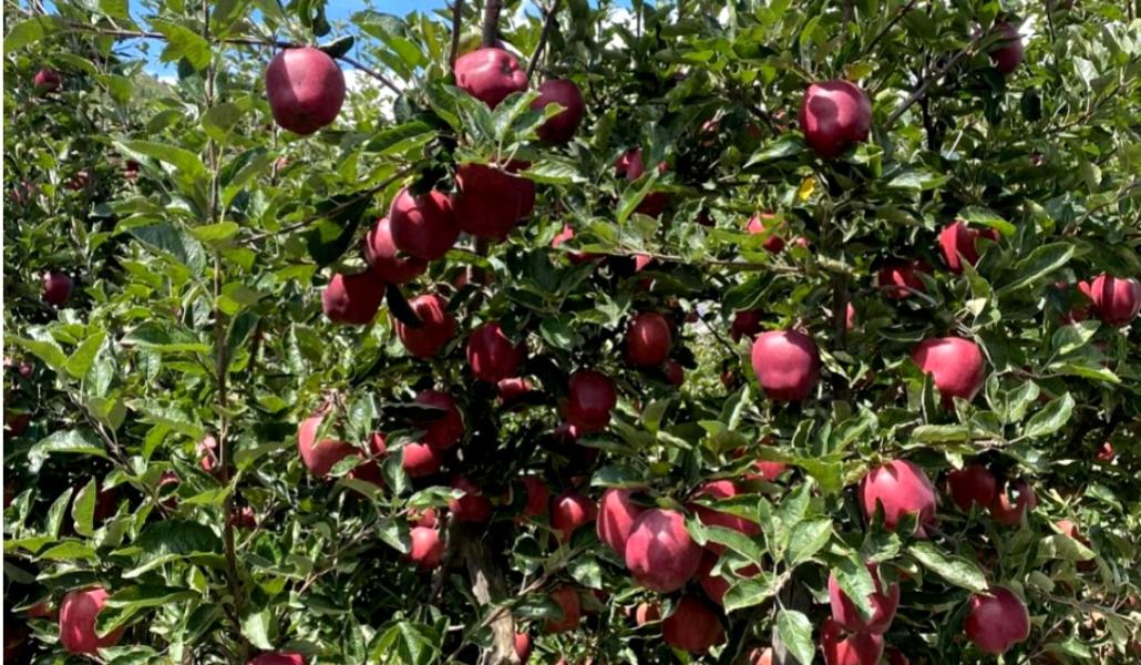 मुस्ताङको स्याउ : बढ्दो माग, पुरयाउन धौधौ