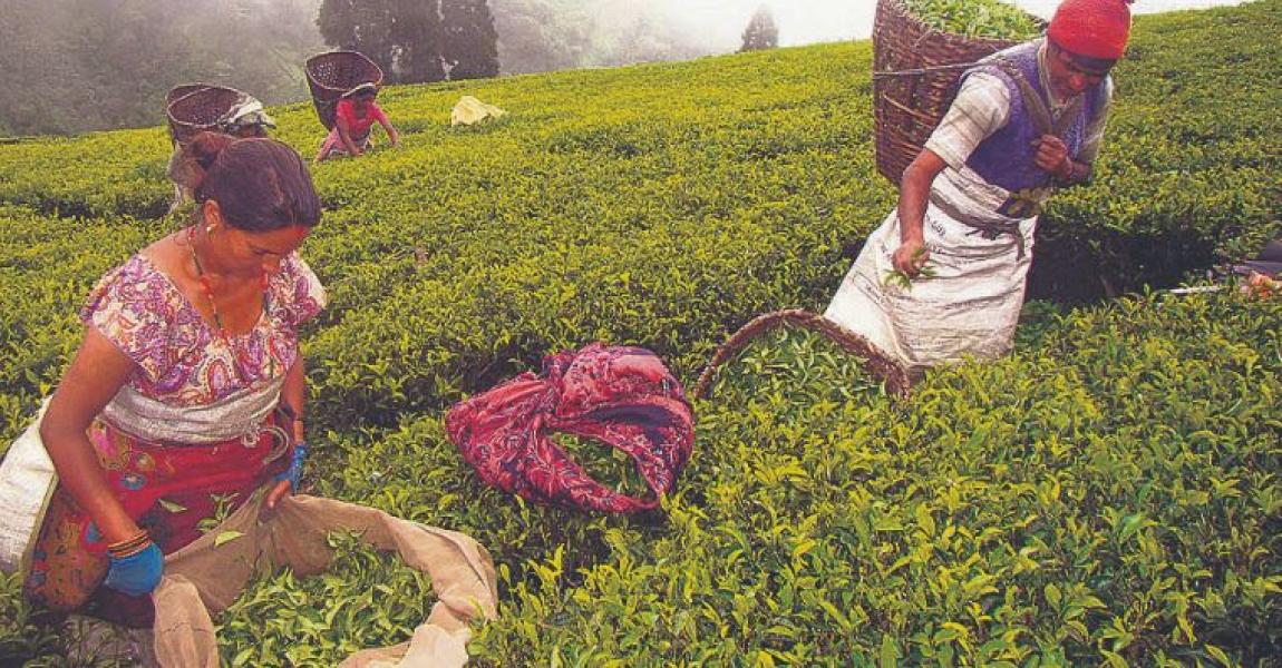 चिया निर्यात ६९ प्रतिशतले बढ्यो