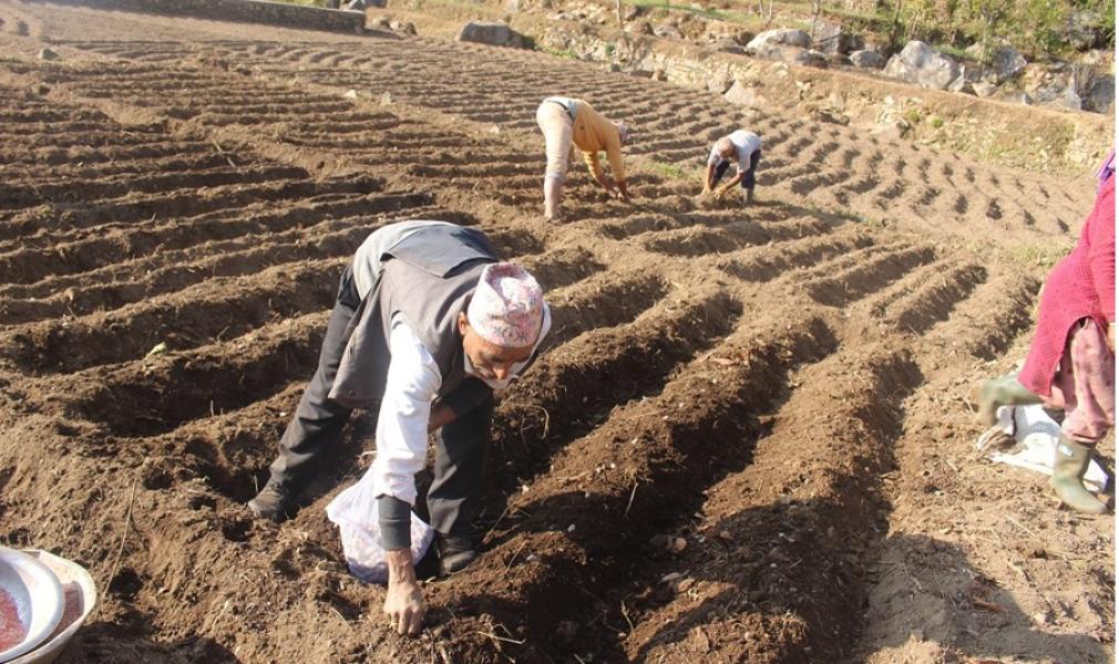 आलुको व्यावसायिक खेती गर्न एक करोड ५० लाख विनियोजन