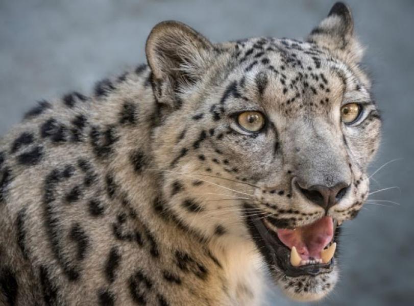 कञ्चनजंघा क्षेत्रमा हिउँचितुवाको आक्रमण बढ्दो