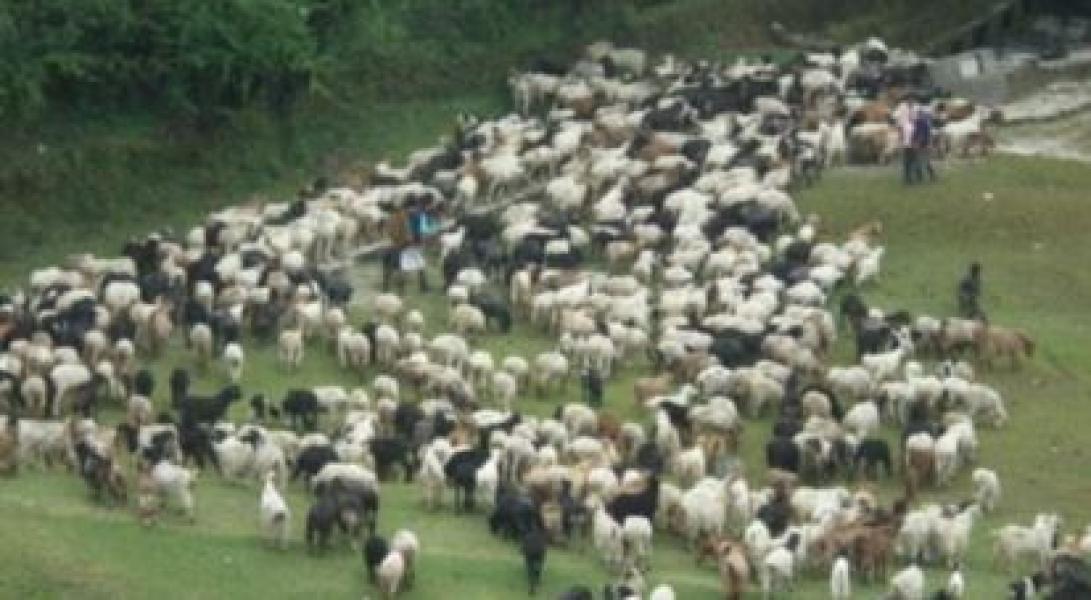 लेकबाट बेँसी झर्न थाले भेडाका बथान