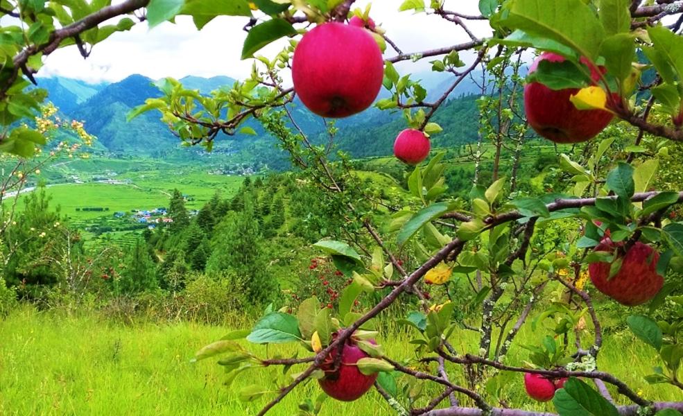 भदौ ५ अगावै स्याउ नटिप्न गाउँपालिकाको आग्रह