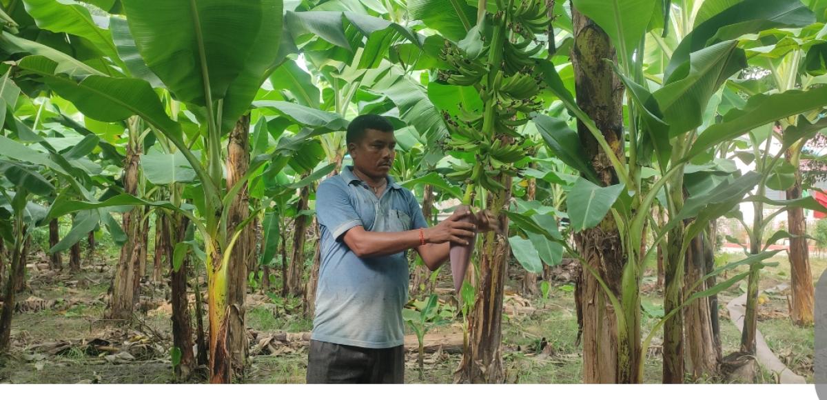 केराखेतीबाट वार्षिक १० लाख आम्दानी