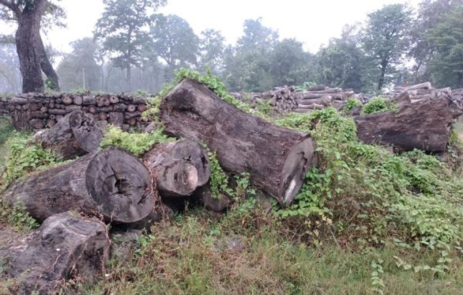 एक लाख पचास हजार क्यूफिट सालका काठ सड्दै