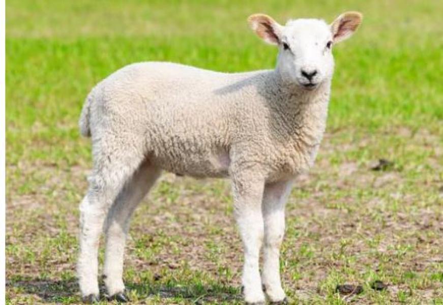 जुम्लामा चट्याङ पर्दा एक सय भेडा मरे