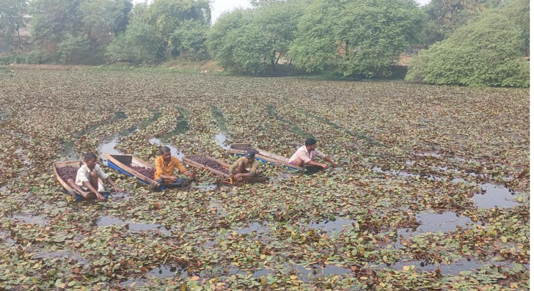 व्यावसायिक सिँगडाखेतीबाट गाउँमै लाखौँ आम्दानी