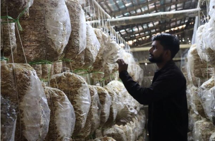 वैदेशिक रोजगारी छाडेर च्याउखेतीमा, मासिक एक लाखभन्दा बढी आम्दानी