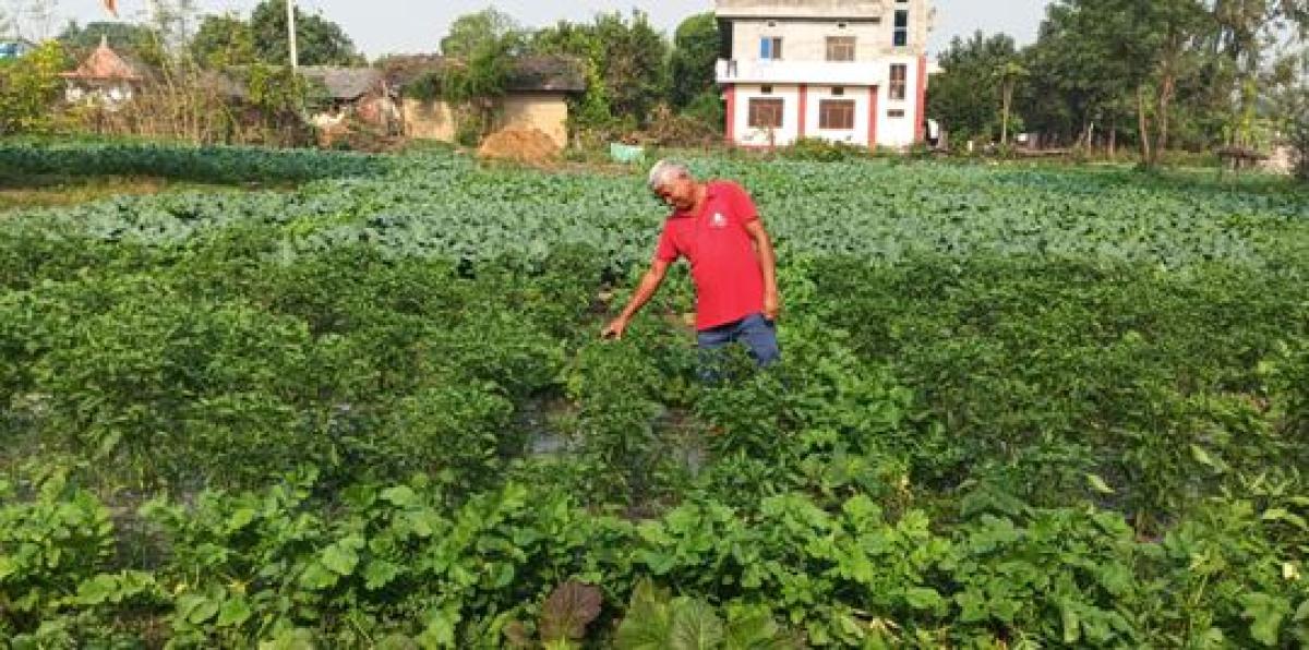 आम्दानीको स्रोत तरकारीखेती