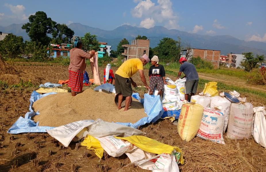 पाल्पामा धान उत्पादन बढेपछि किसान उत्साहित