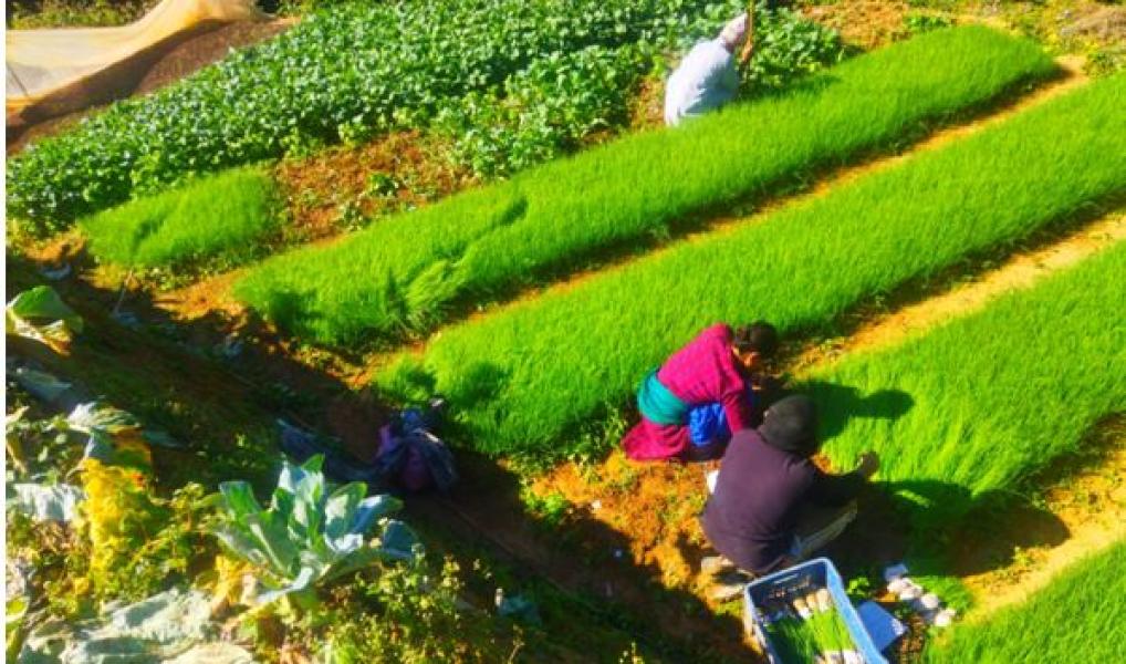 सागसब्जीका बेर्ना बेचेर वार्षिक २६लाख आम्दानी